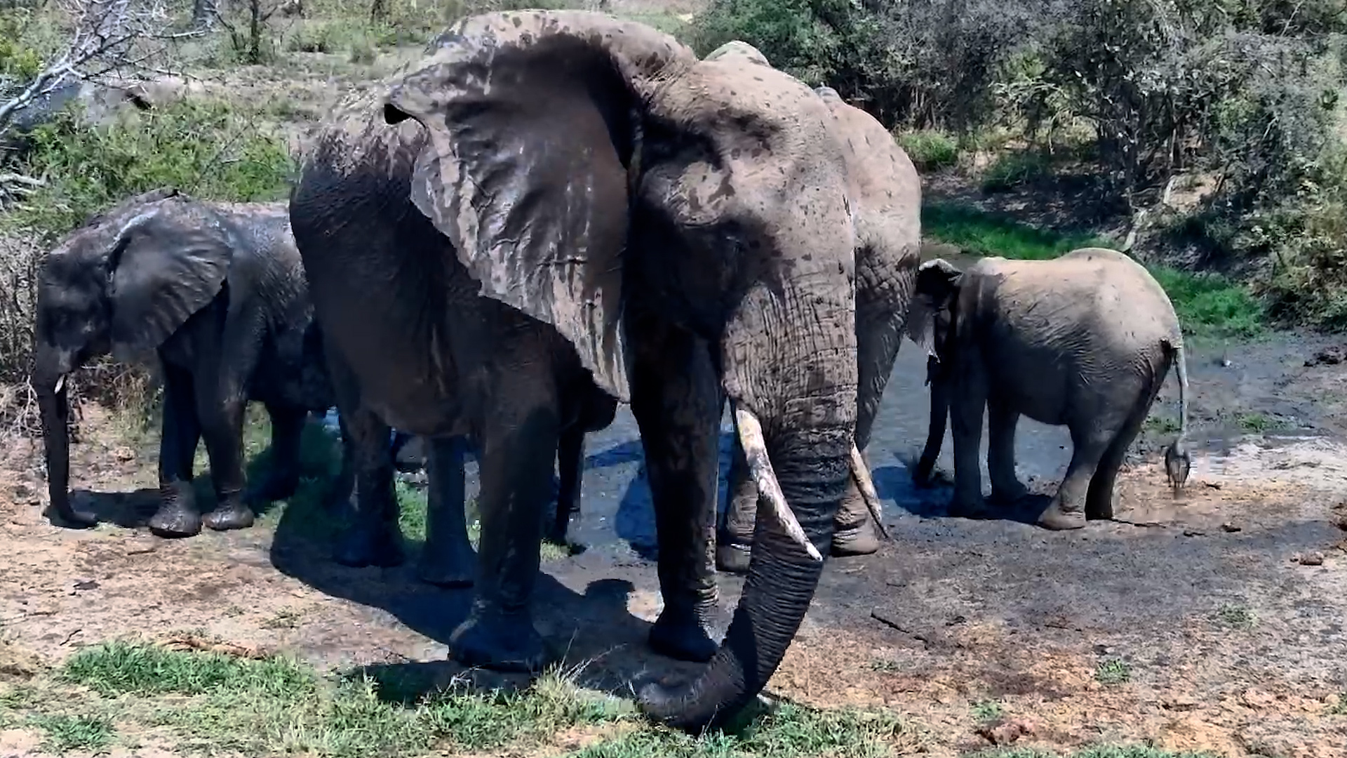 Elephants Make a Stop for a Refreshing Drink