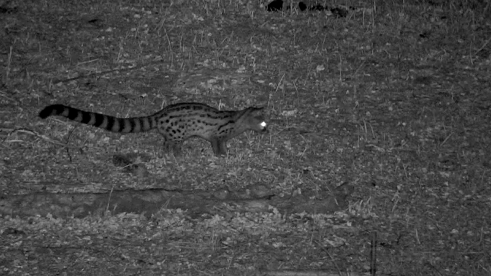 Genet Goes Foraging After Dark