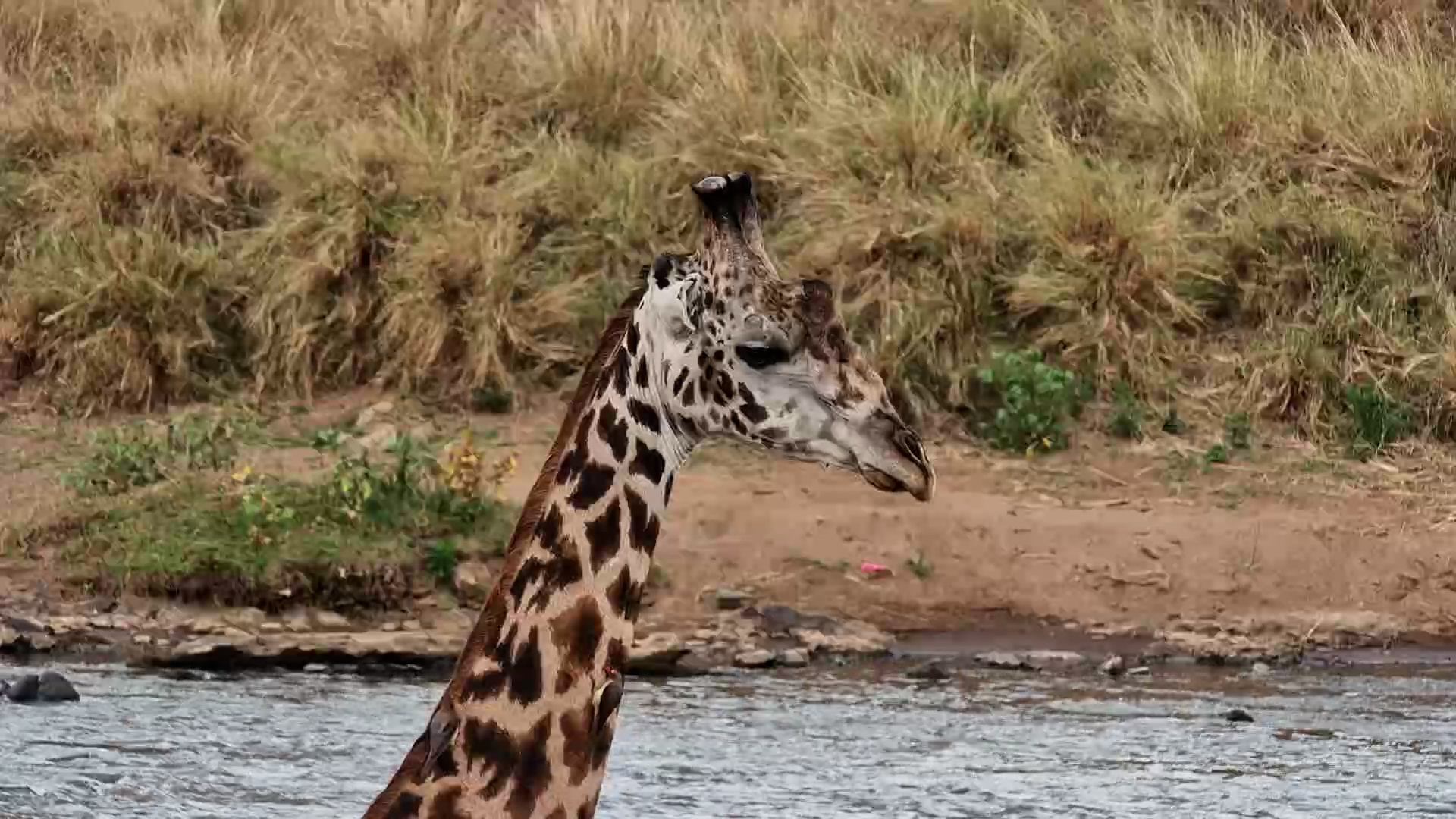 Giraffe Takes a Careful Drink at the River