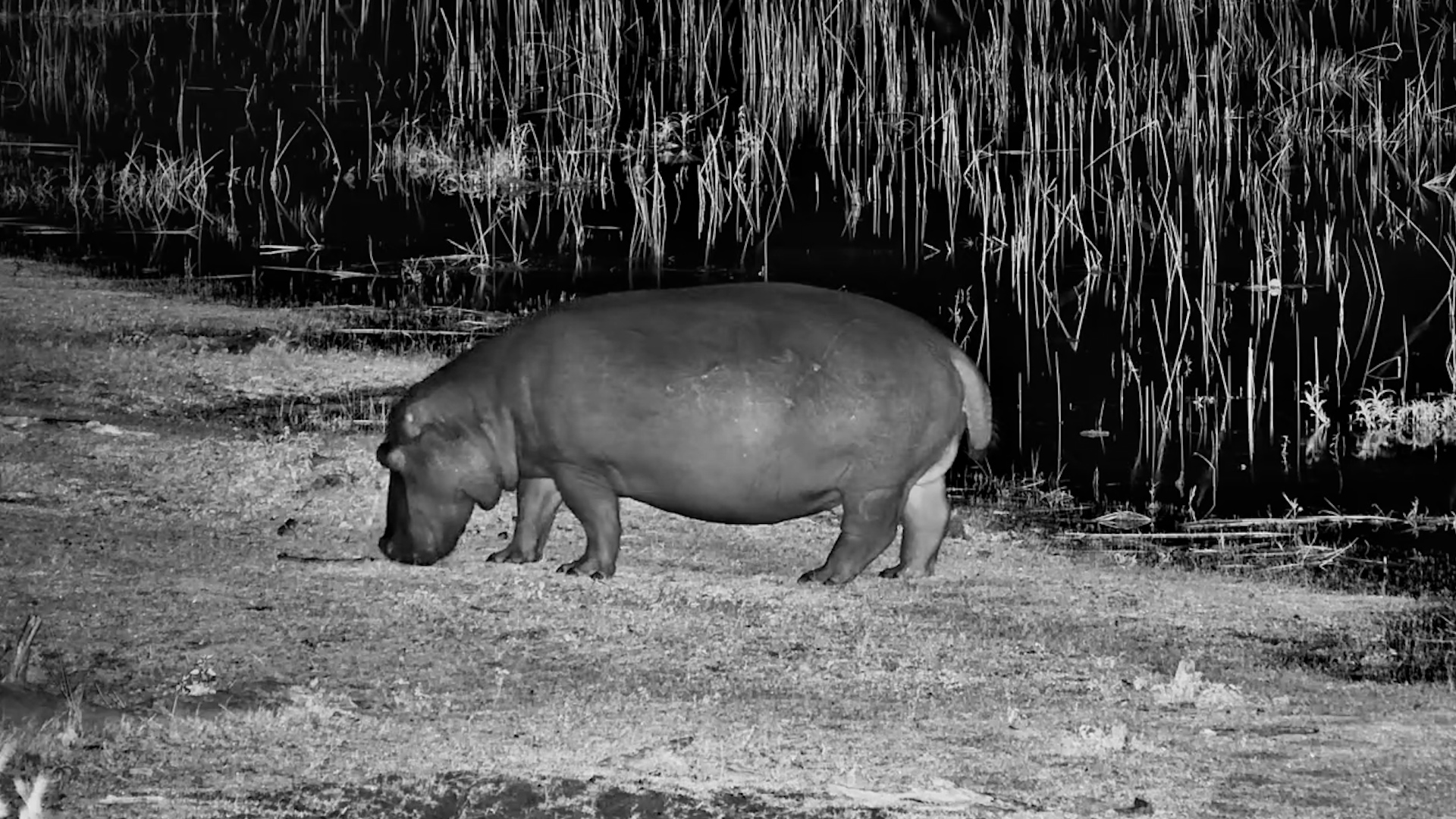Hippo Makes a Nighttime Appearance at Camelthorn