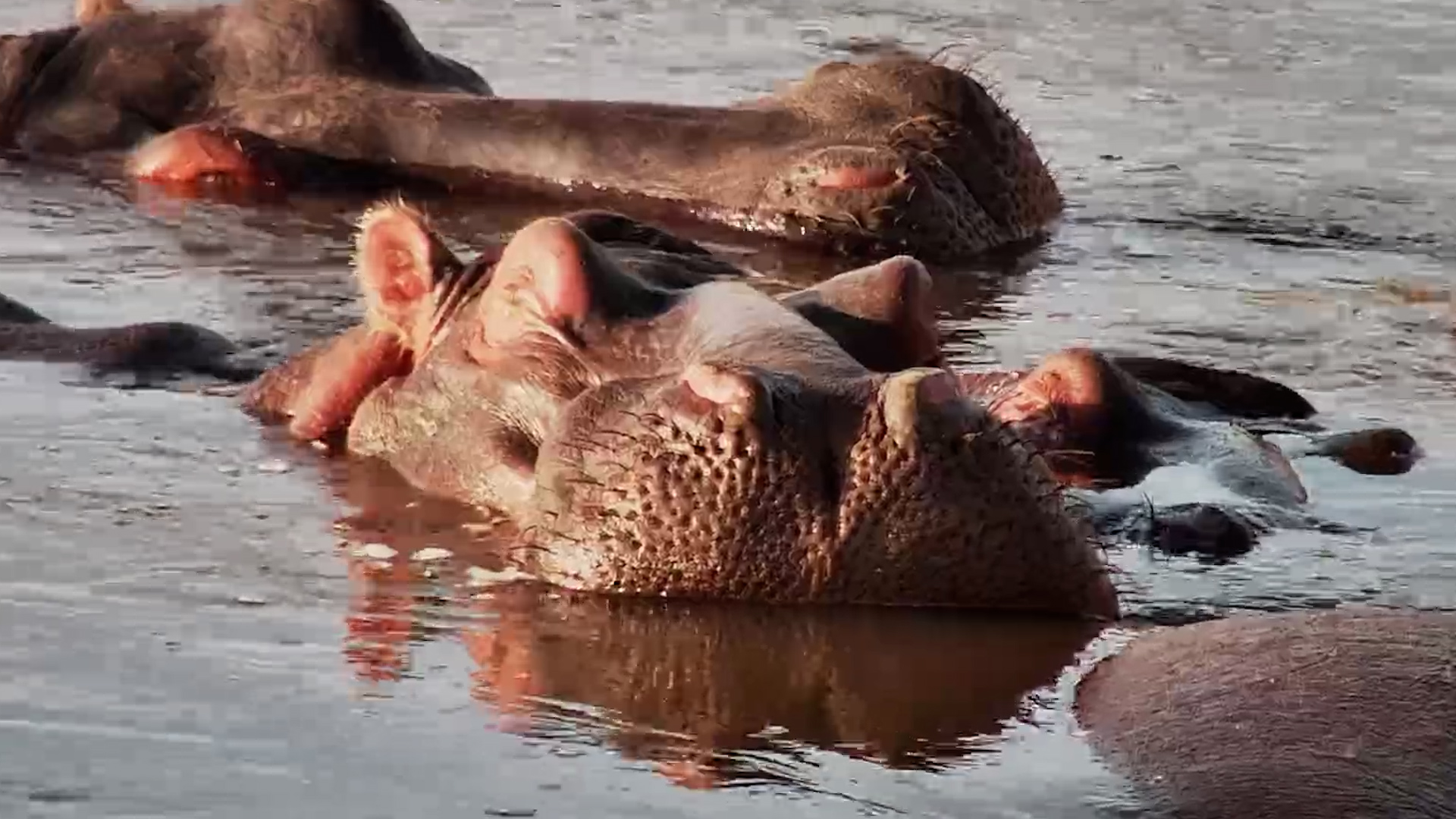 Hippos Enjoy a Lazy Day in the Water
