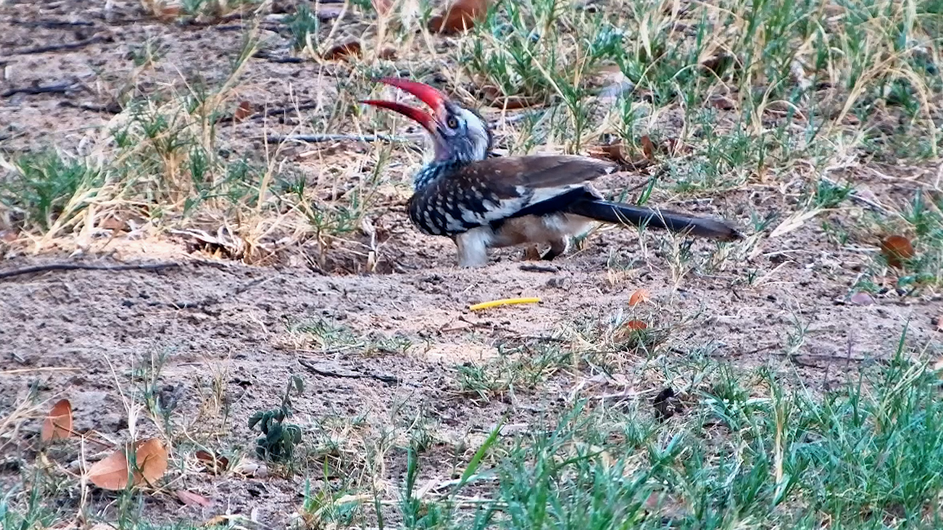Hornbill Searches for a Bite to Eat