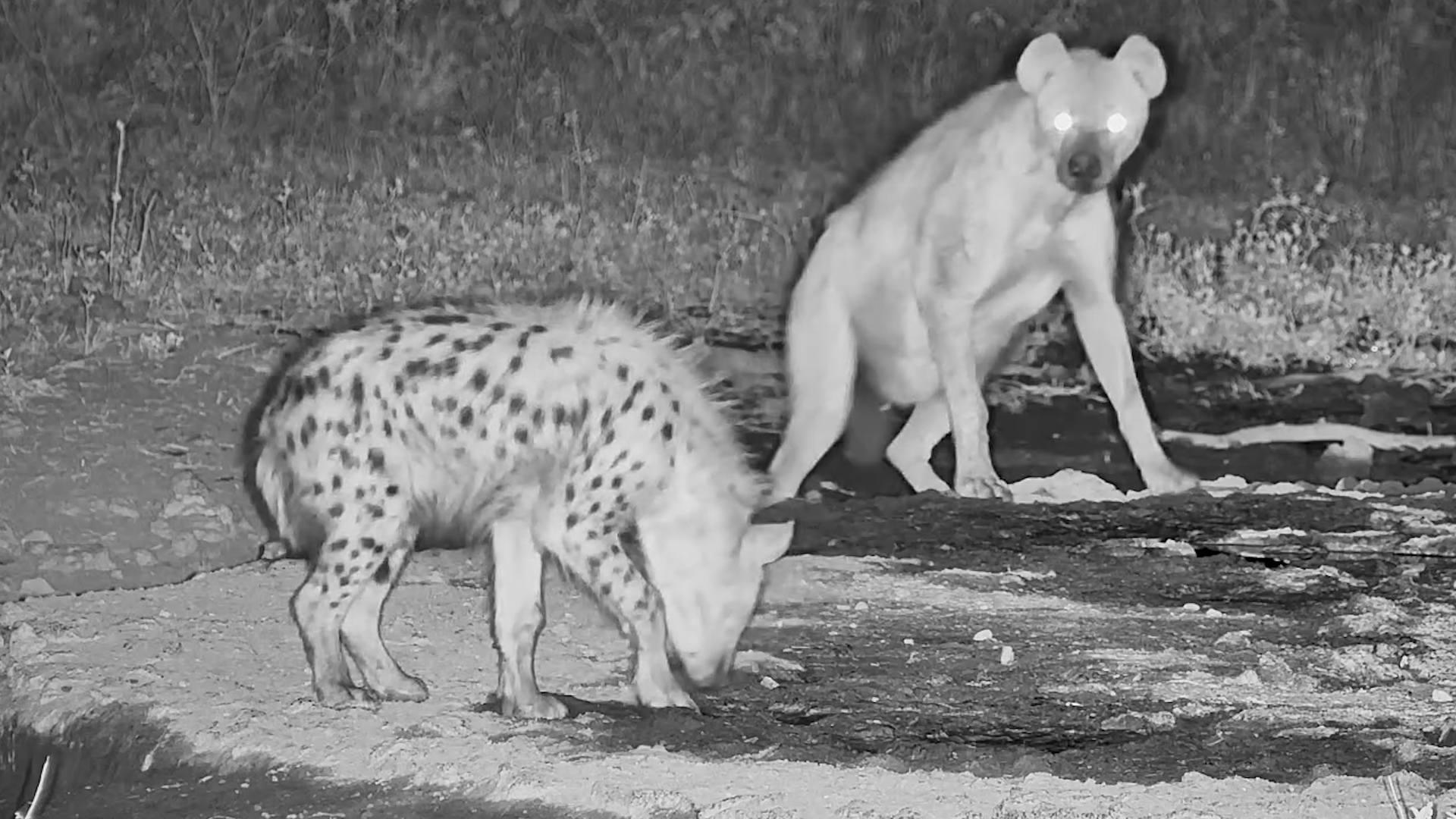 Hyena and Pup Share a Nighttime Drink