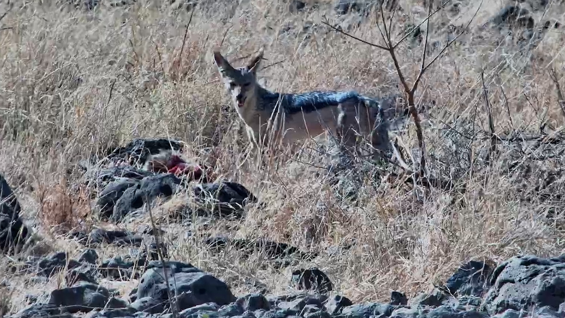 Jackal Finds an Unexpected Meal