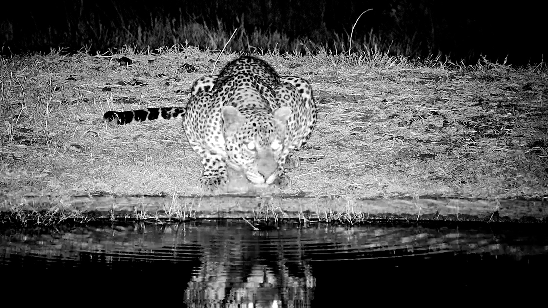 Leopard Makes a Quiet Visit After Dark