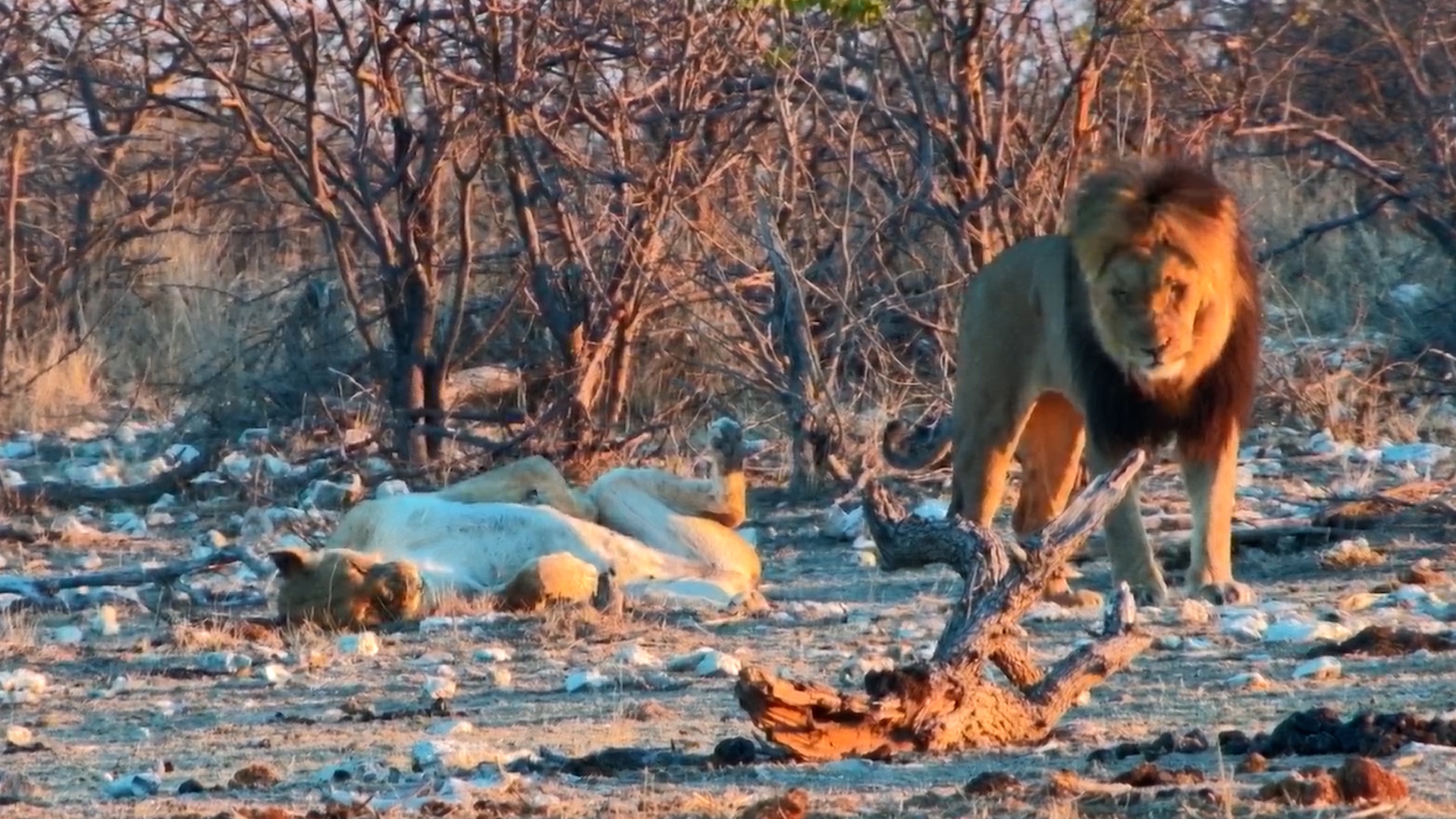 Lion Pair Shares a Little Affection