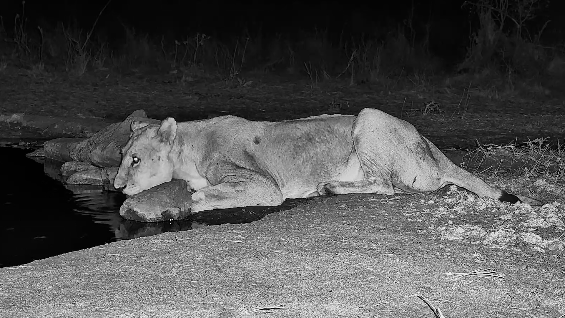 Lioness Stops for a Drink Before Moving On