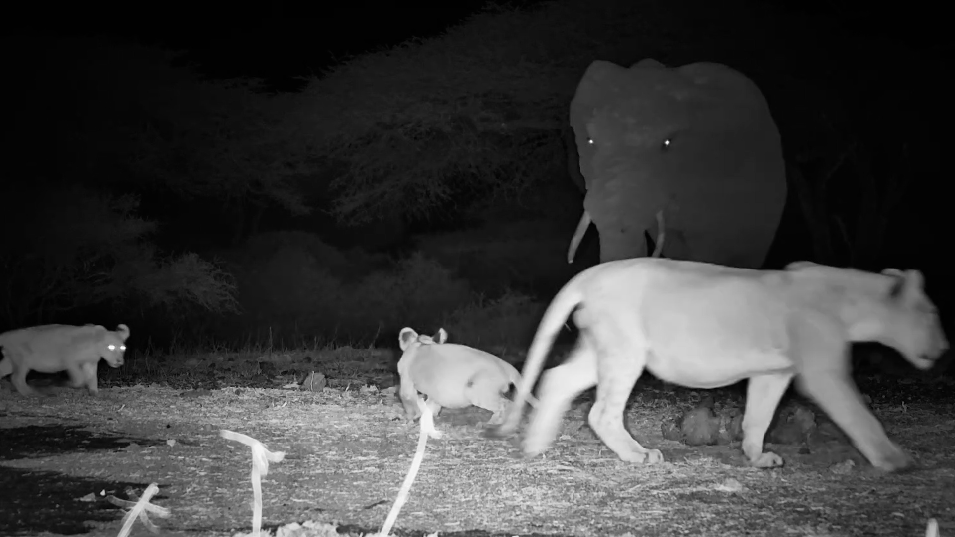 Lions' Peaceful Night Comes to an Abrupt End