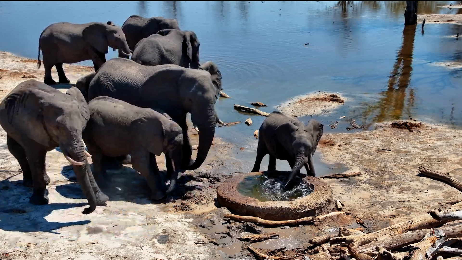 Little Elephant Has Fun at the Well