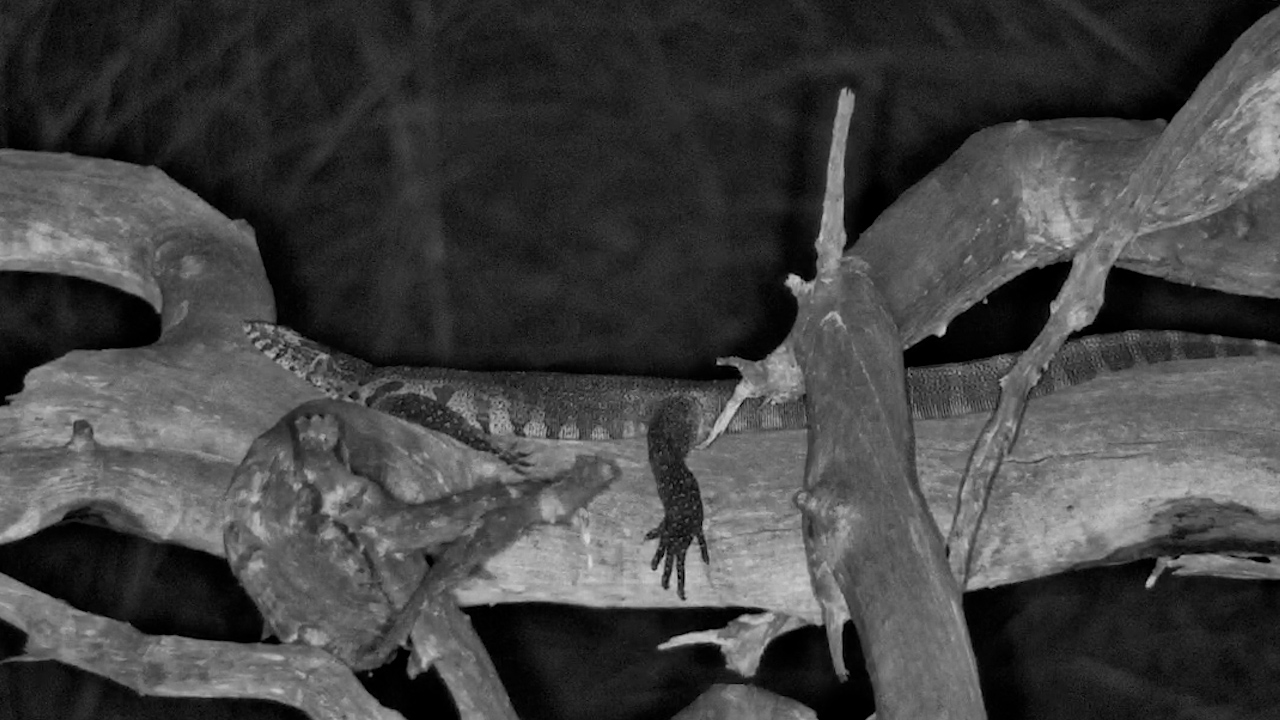 Monitor Lizard Finds the Perfect Sleeping Spot!