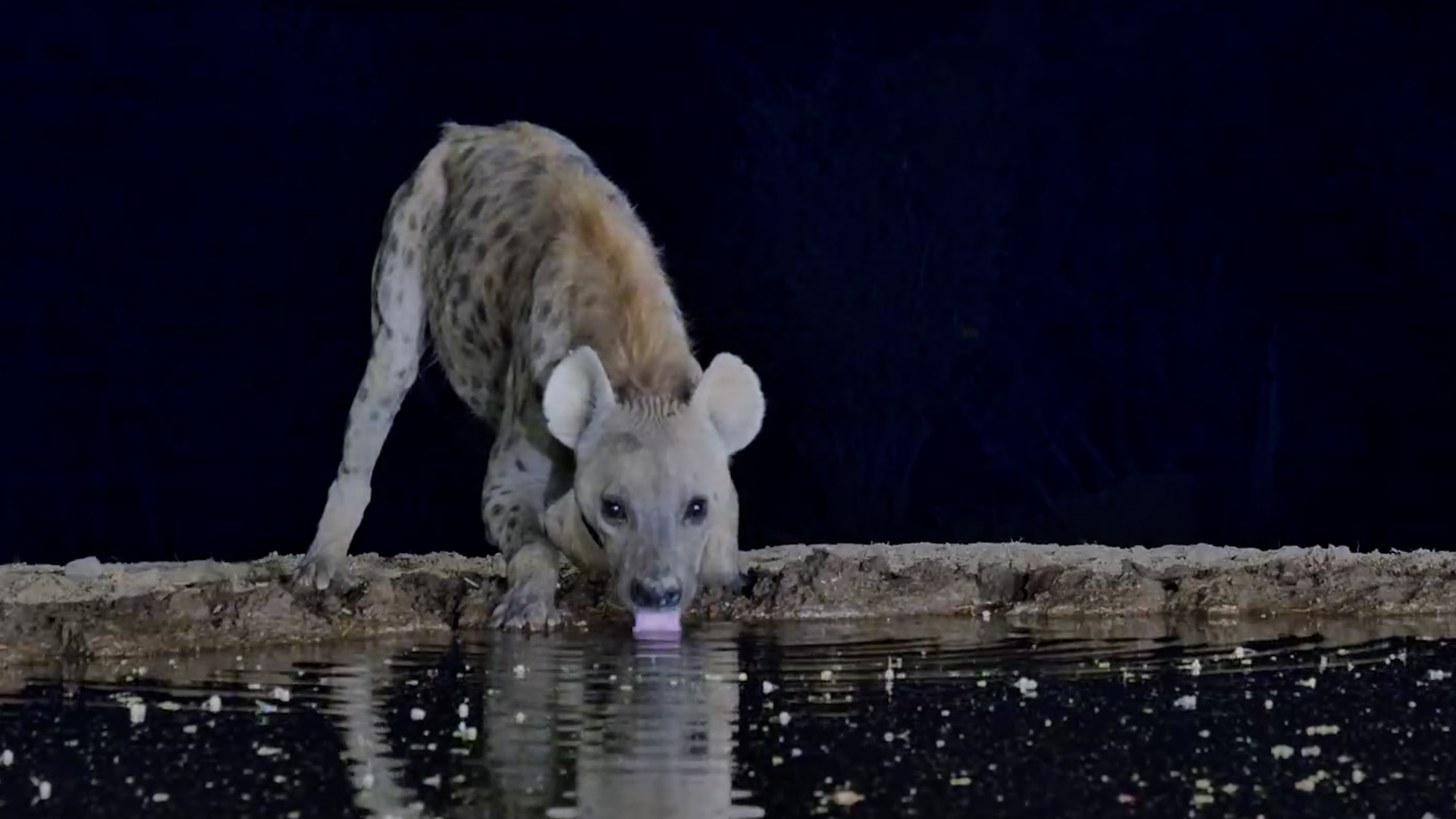 Spotted Hyena Stops By for a Drink
