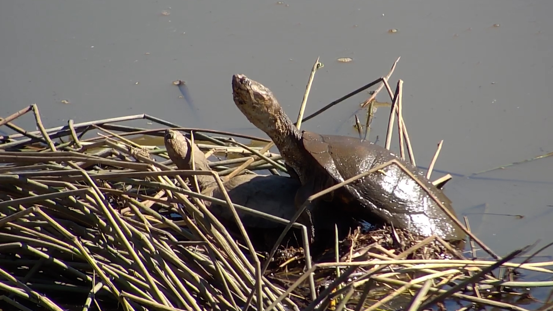 Terrapin Finds the Perfect Spot to Sunbathe