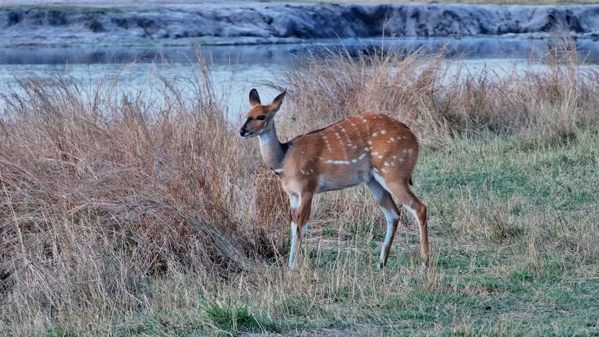 Bushbucks Enjoy a Peaceful Moment