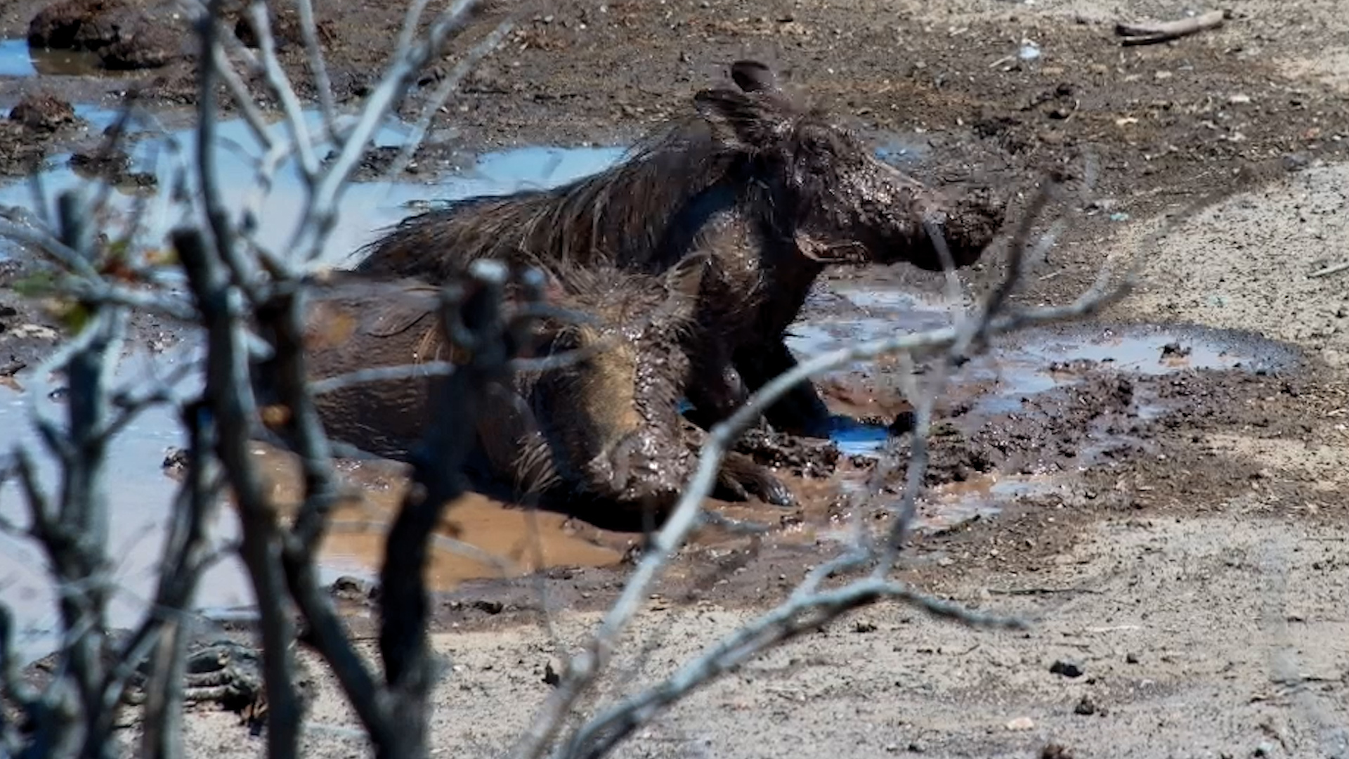 Two Warthogs Make the Most of a Muddy Wallow