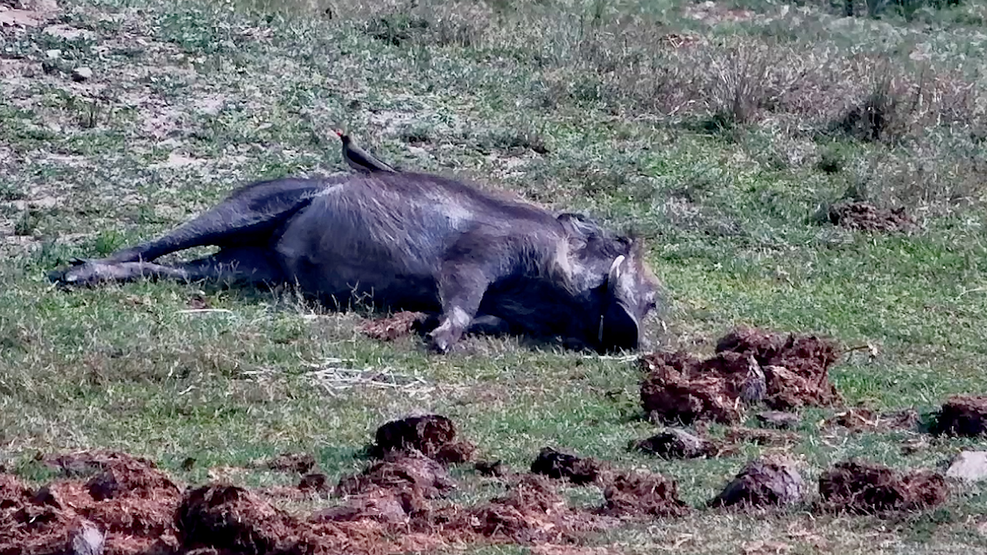 Warthog Settles Down for an Oxpecker Treatment