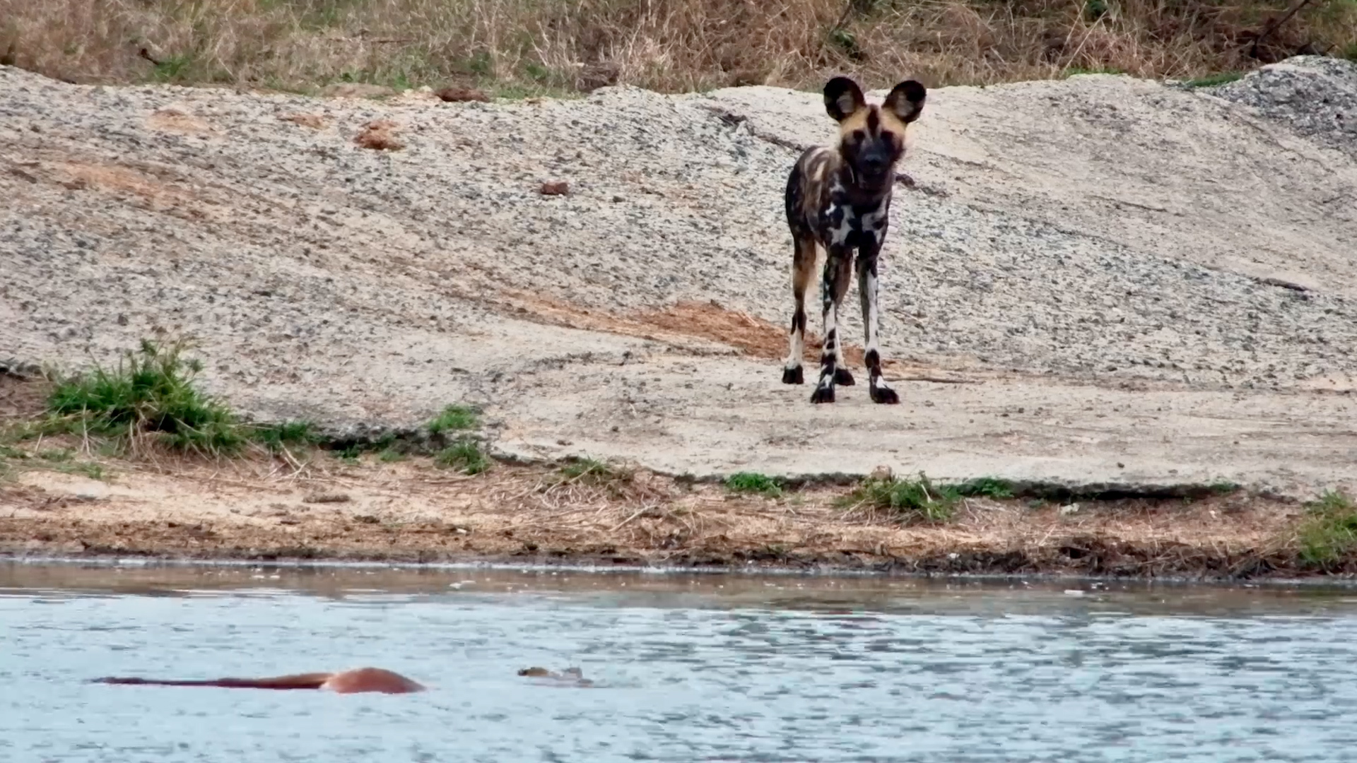 Wild Dogs Chase Impala into the Water!