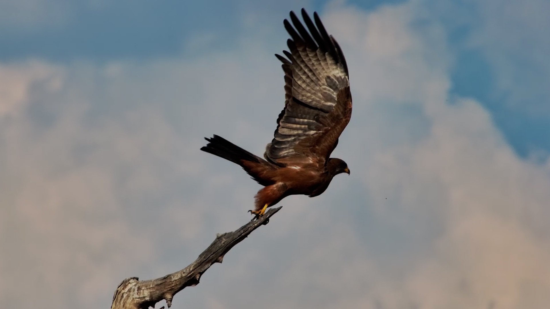 Yellow-Billed Kite Keeps Watch from Above