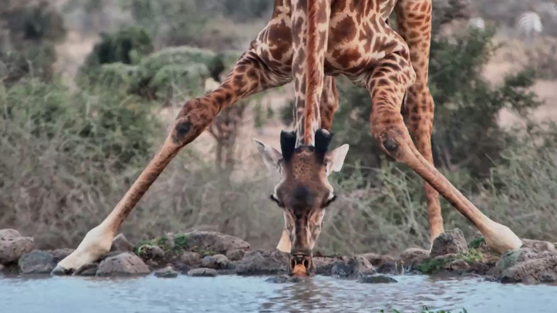 A Beautifully Peaceful Drink for This Giraffe