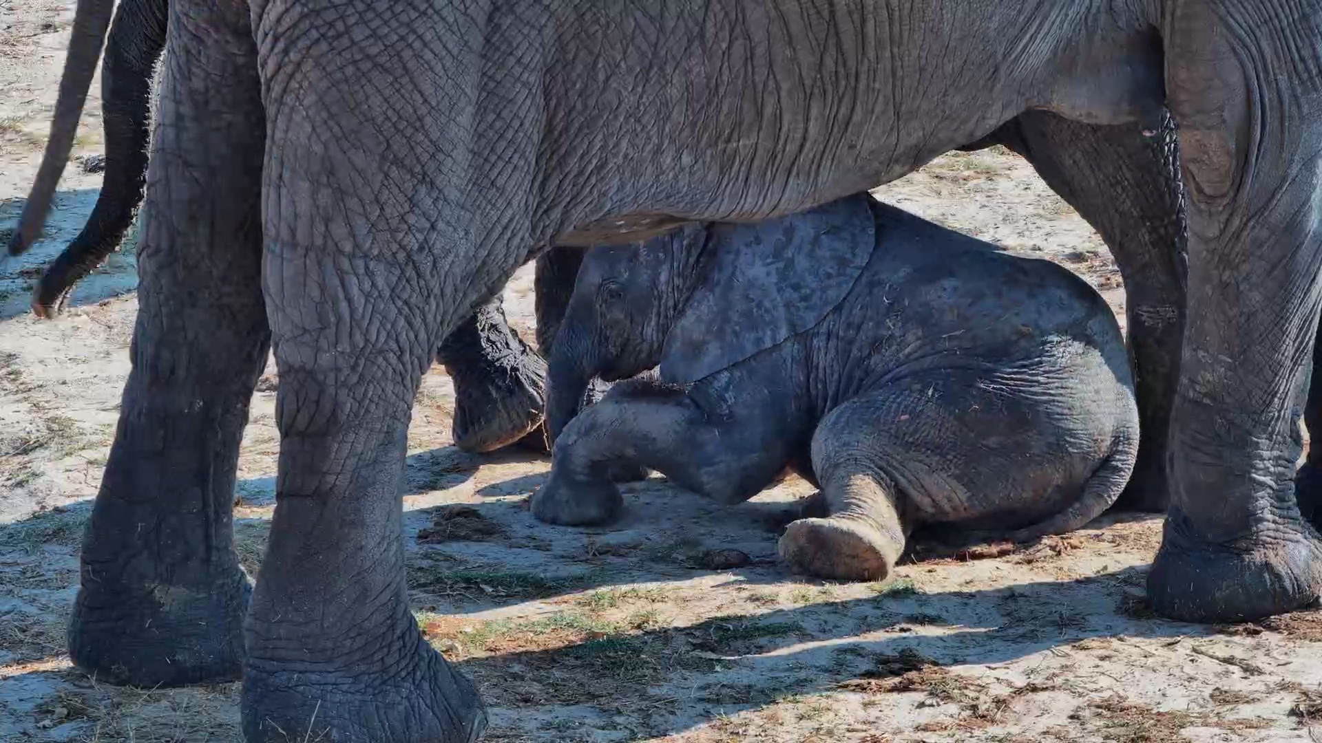 Baby Elephant Flops Down for a Very Happy Sand Roll