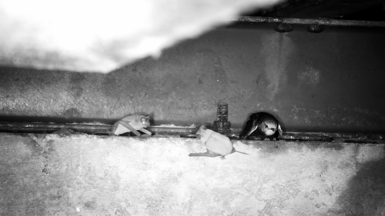 Bats: FIGHTING. Bird: Not My Problem