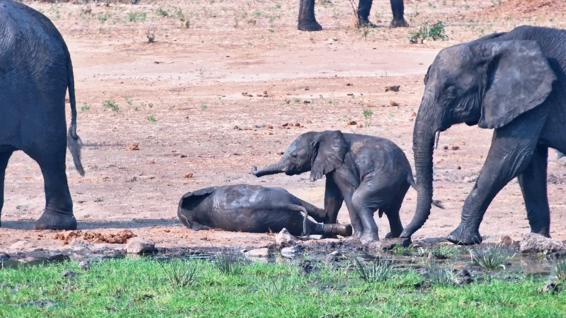 Two Baby Elephants Having the BEST Time Together