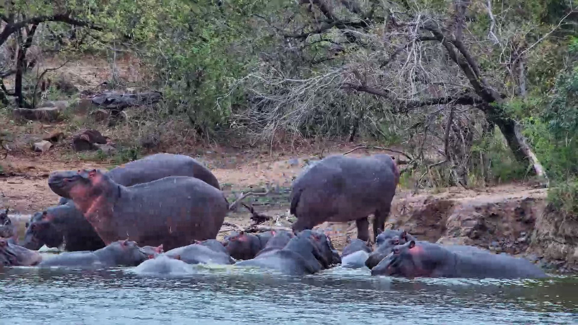 Something Suddenly Startles This Relaxing Hippo Pod!