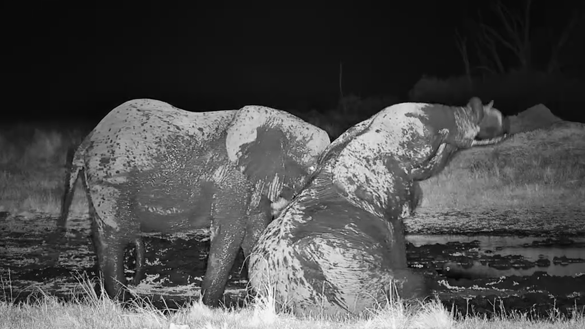 Midnight Tussle Between Two Mud-Covered Giants