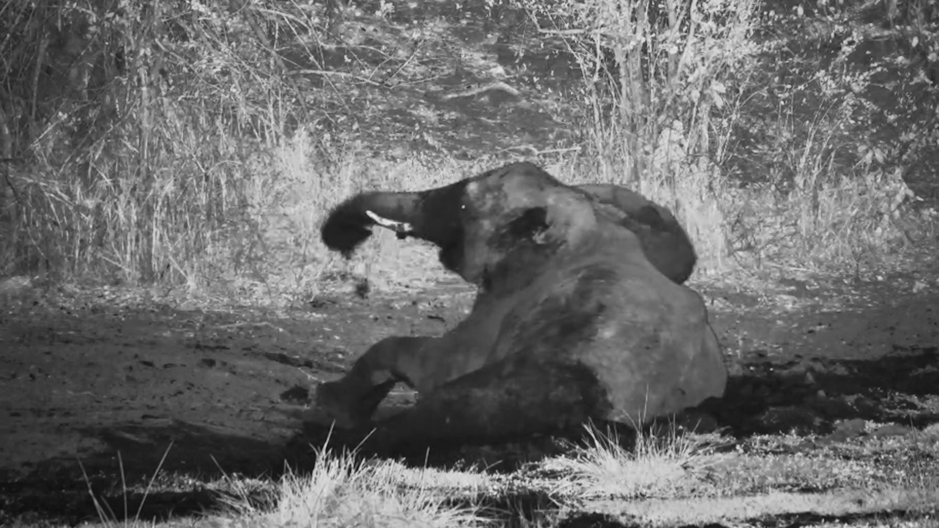 Elephant Enjoys a Private Mud Bath After Dark
