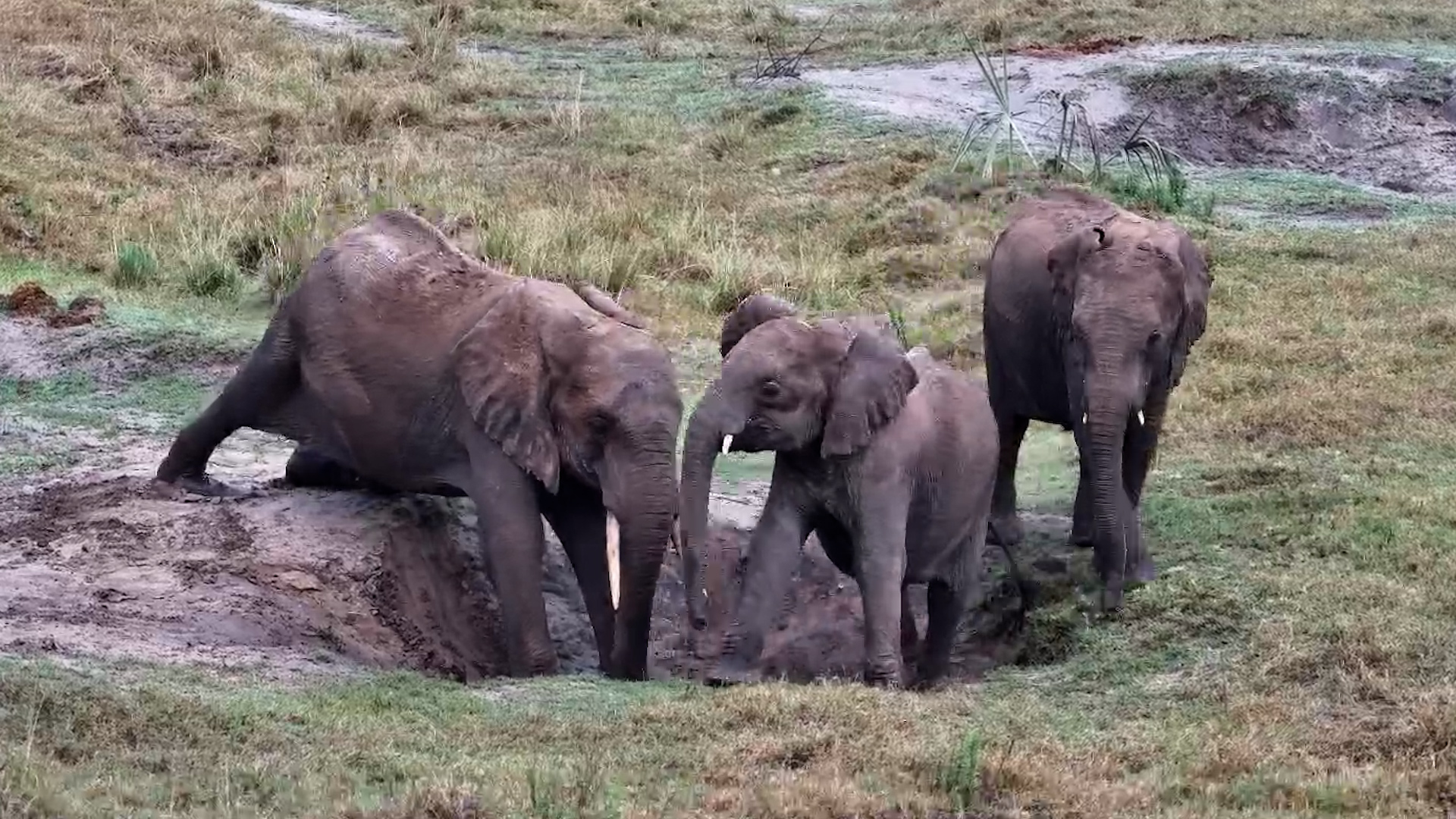 There's No Stopping These Playful Young Elephants