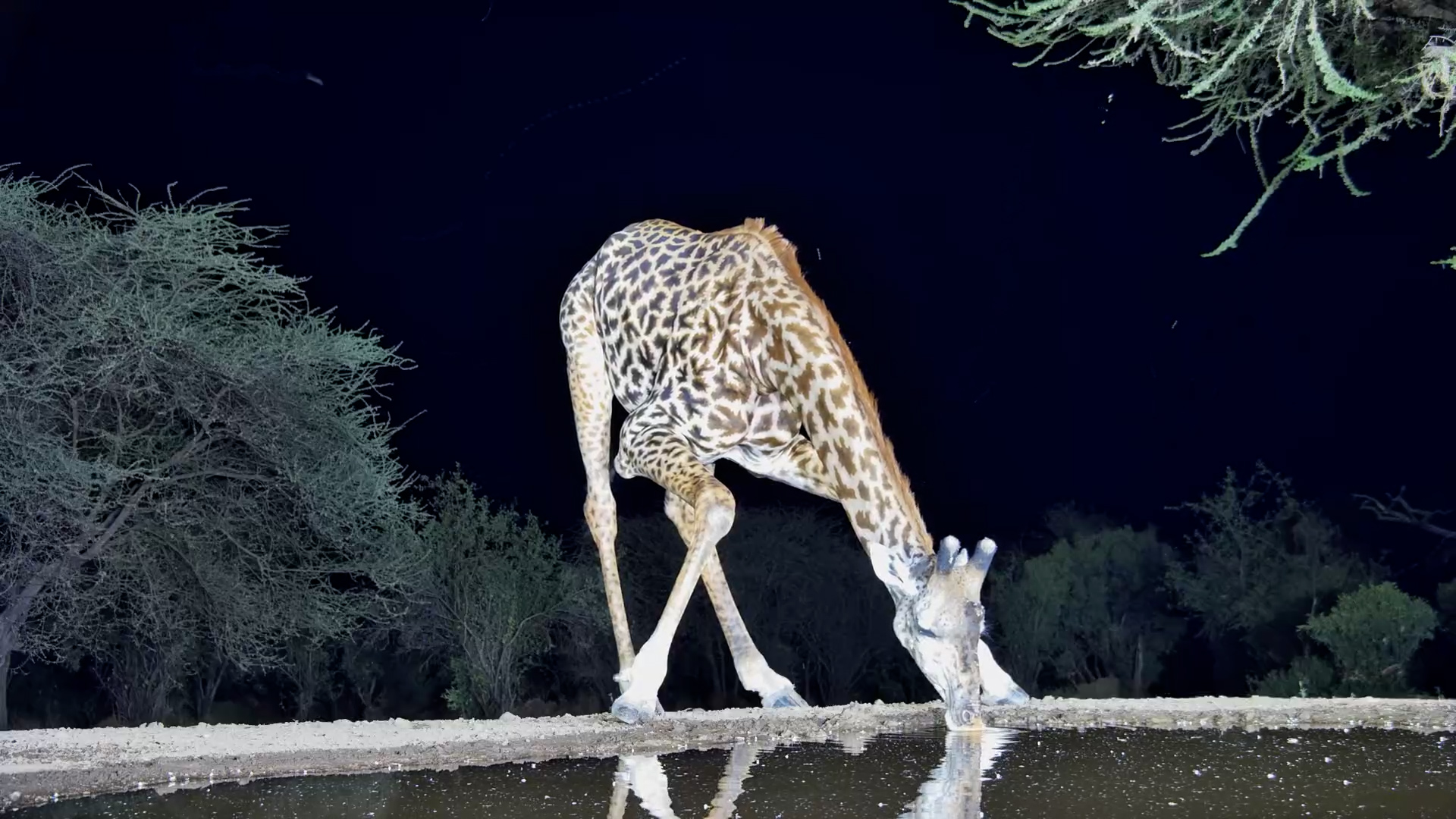 Limping Giraffe Stops for a Drink After Dark