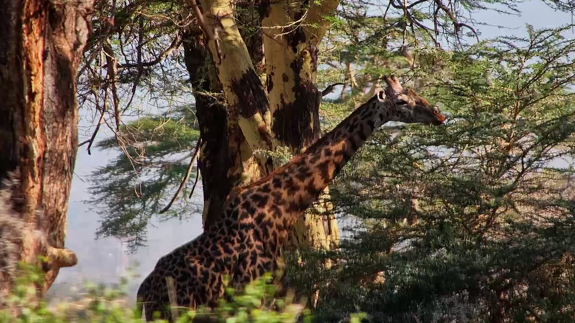 A Giraffe Browsing Beneath the Fever Trees