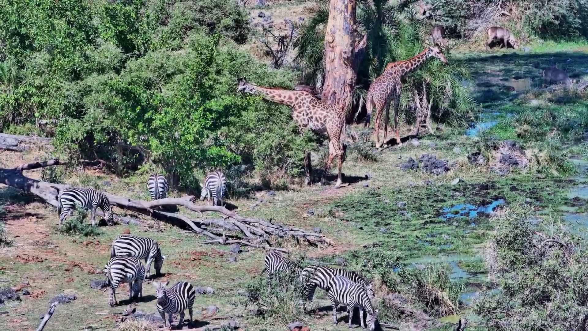 A Beautiful Gathering of Wildlife at Finch Hattons