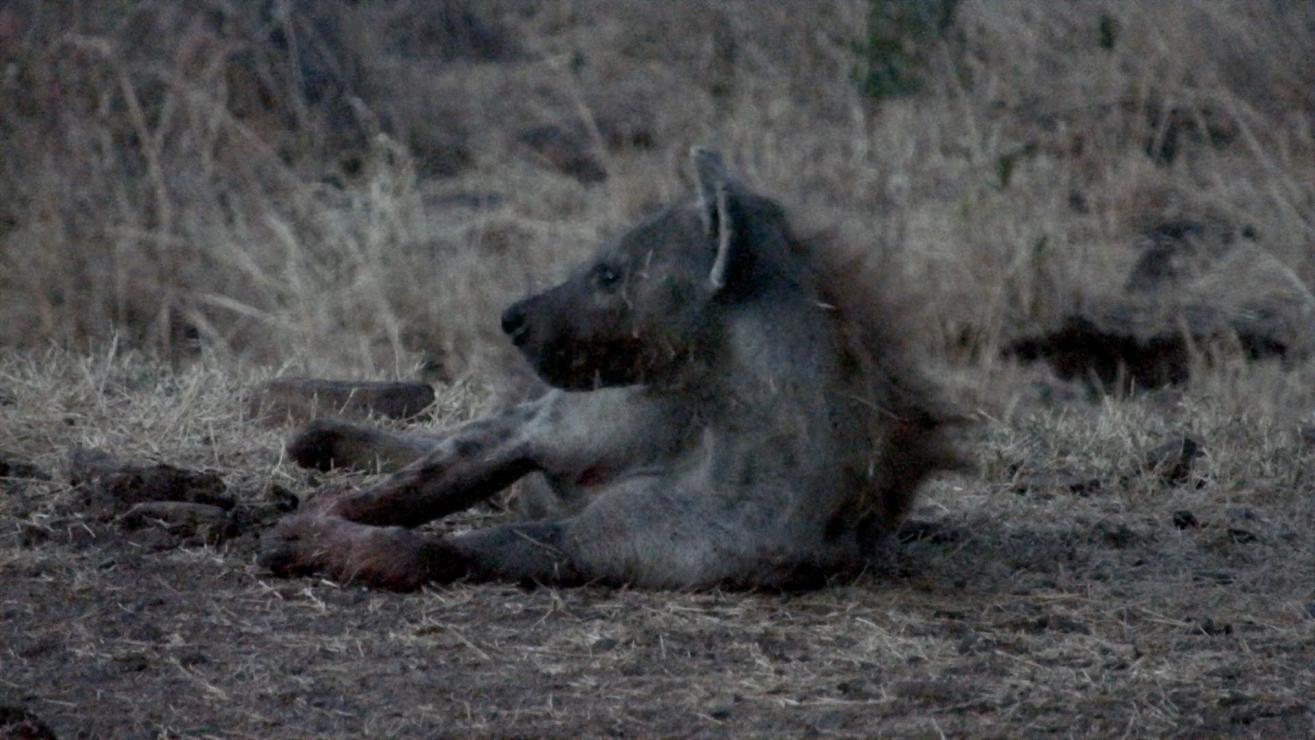 This Hyena Has Clearly Had a VERY Big Dinner