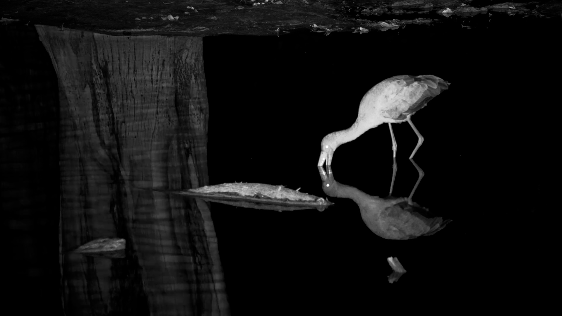 Yellow-Billed Stork Goes Fishing After Dark!