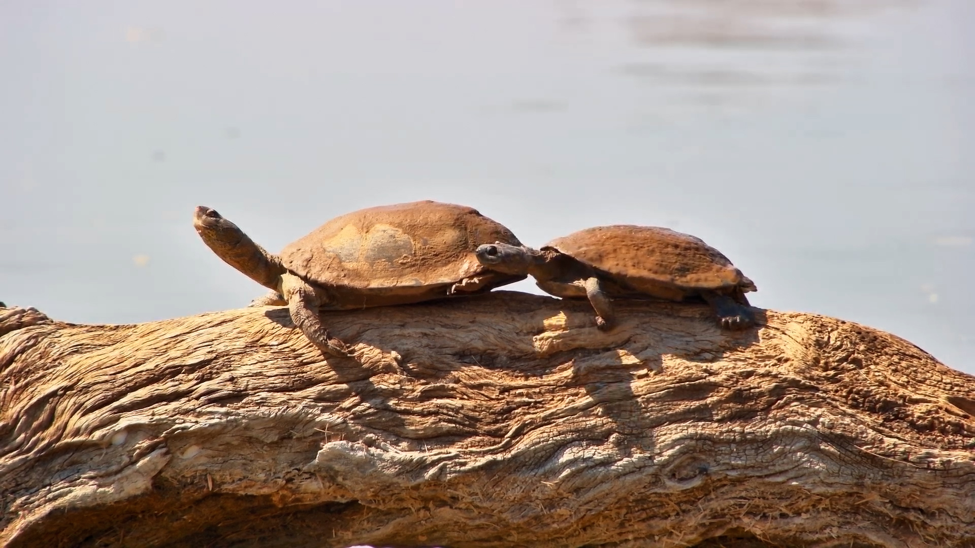These Terrapins Have Absolutely Nailed Relaxation