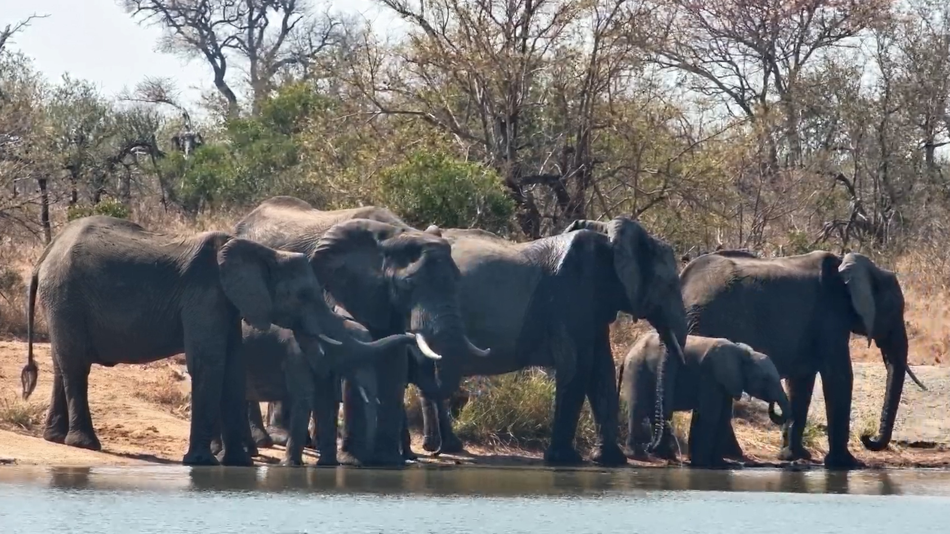 Elephant Herd Moves On... One Isn't Ready to Leave