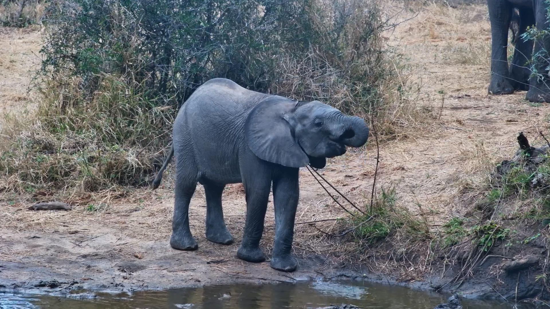 Watch This Adorable Elephant Calf Have a Drink