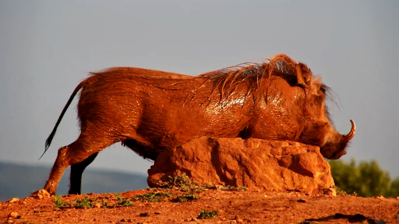 Mud, Scratching & Some VERY Happy Warthogs
