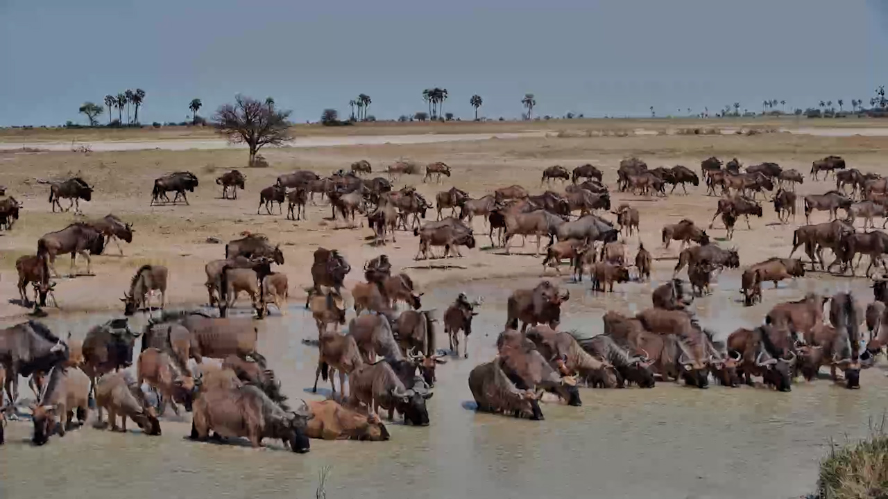 A Sea of Wildebeest Arrives for a Much-Needed Drink