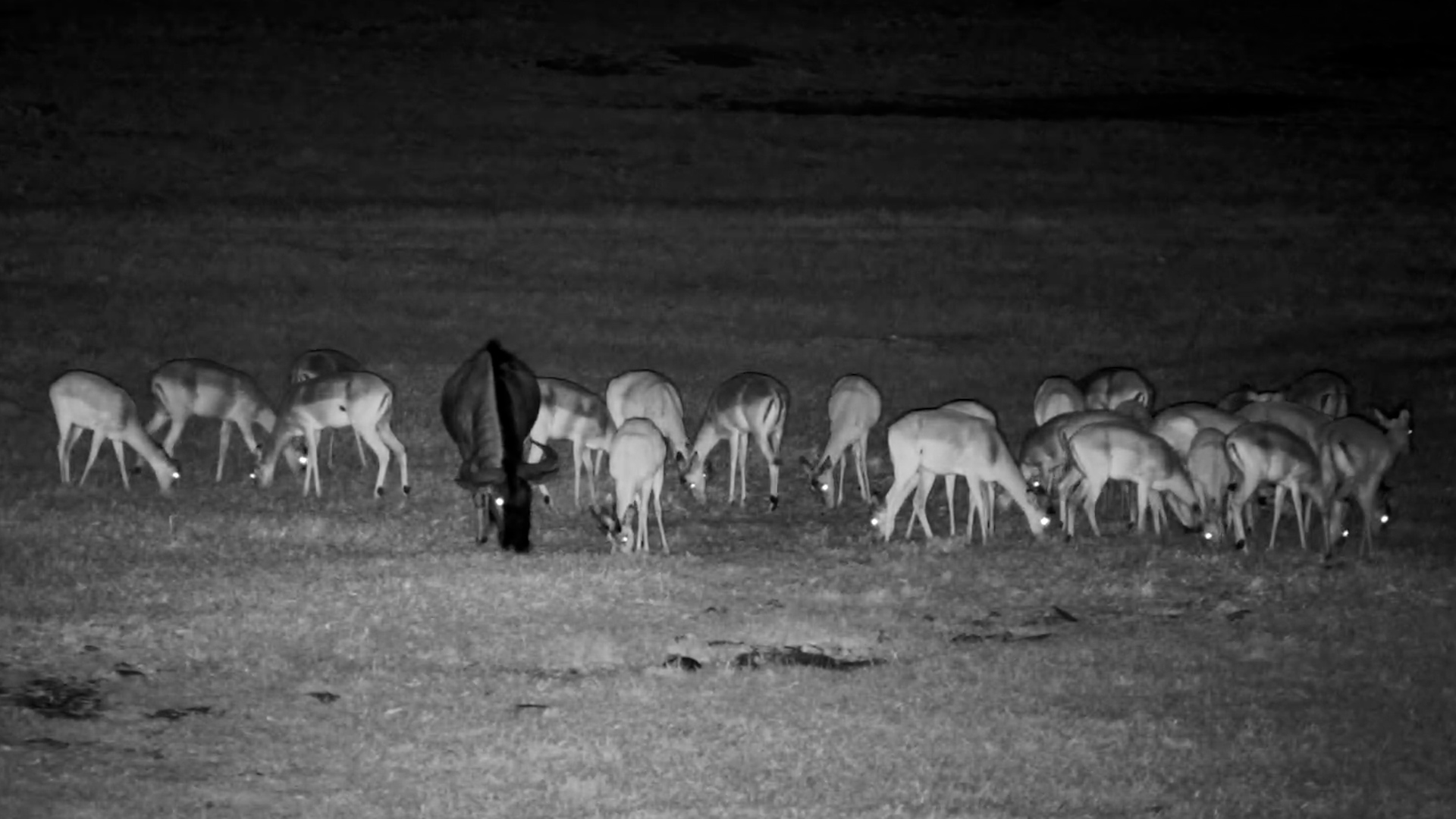 When You're the Only Wildebeest in the Friend Group