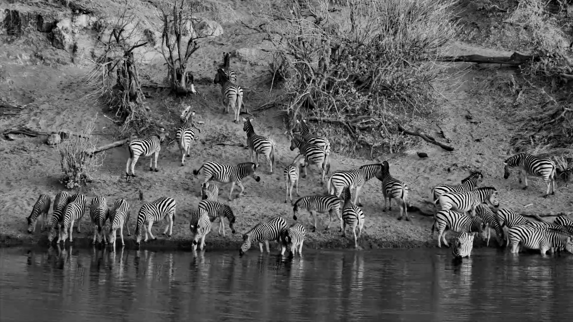 Zebras in Monochrome... Does It Get More Perfect?