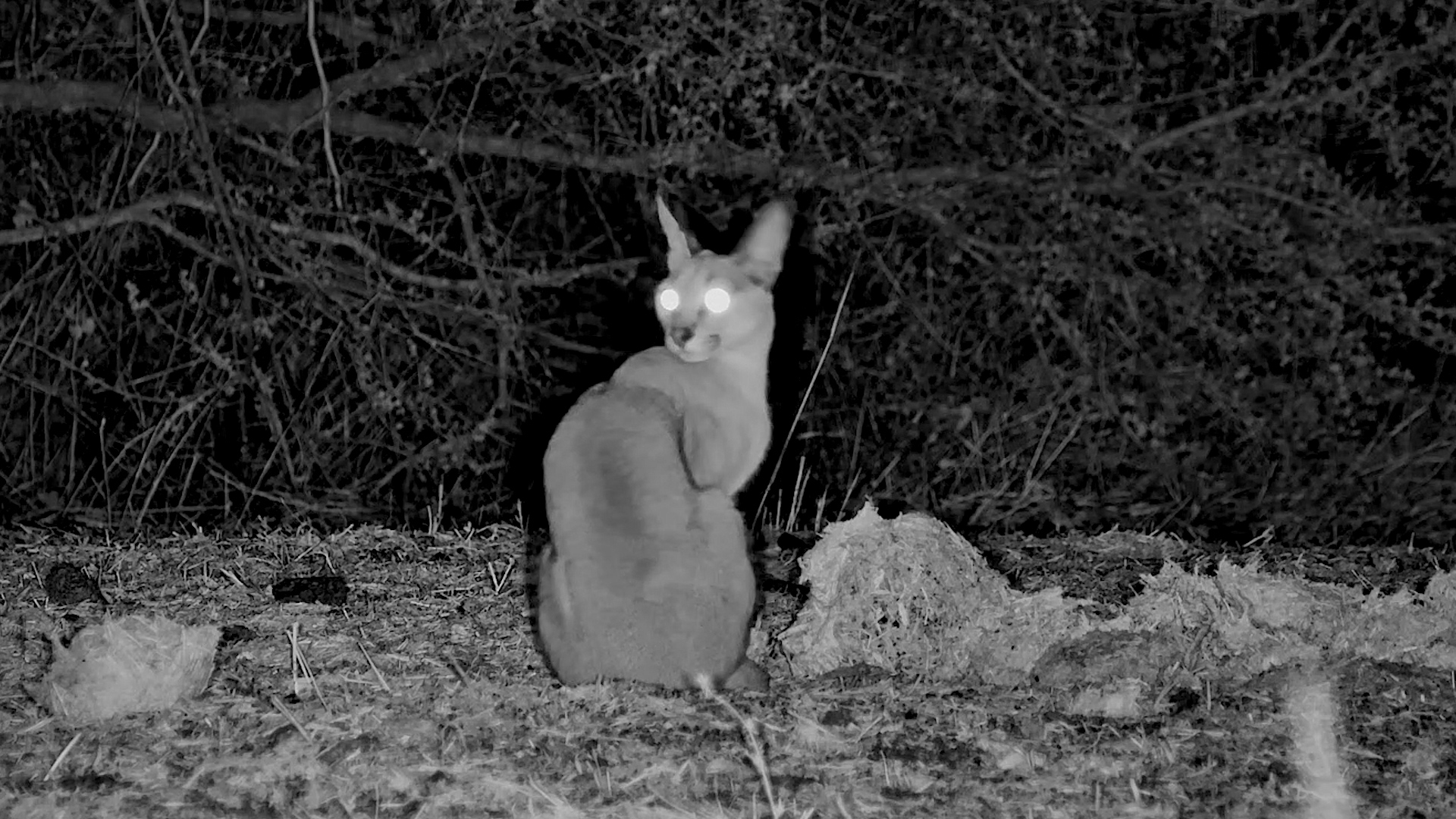 Caracal Comes Close but Skips the Drink