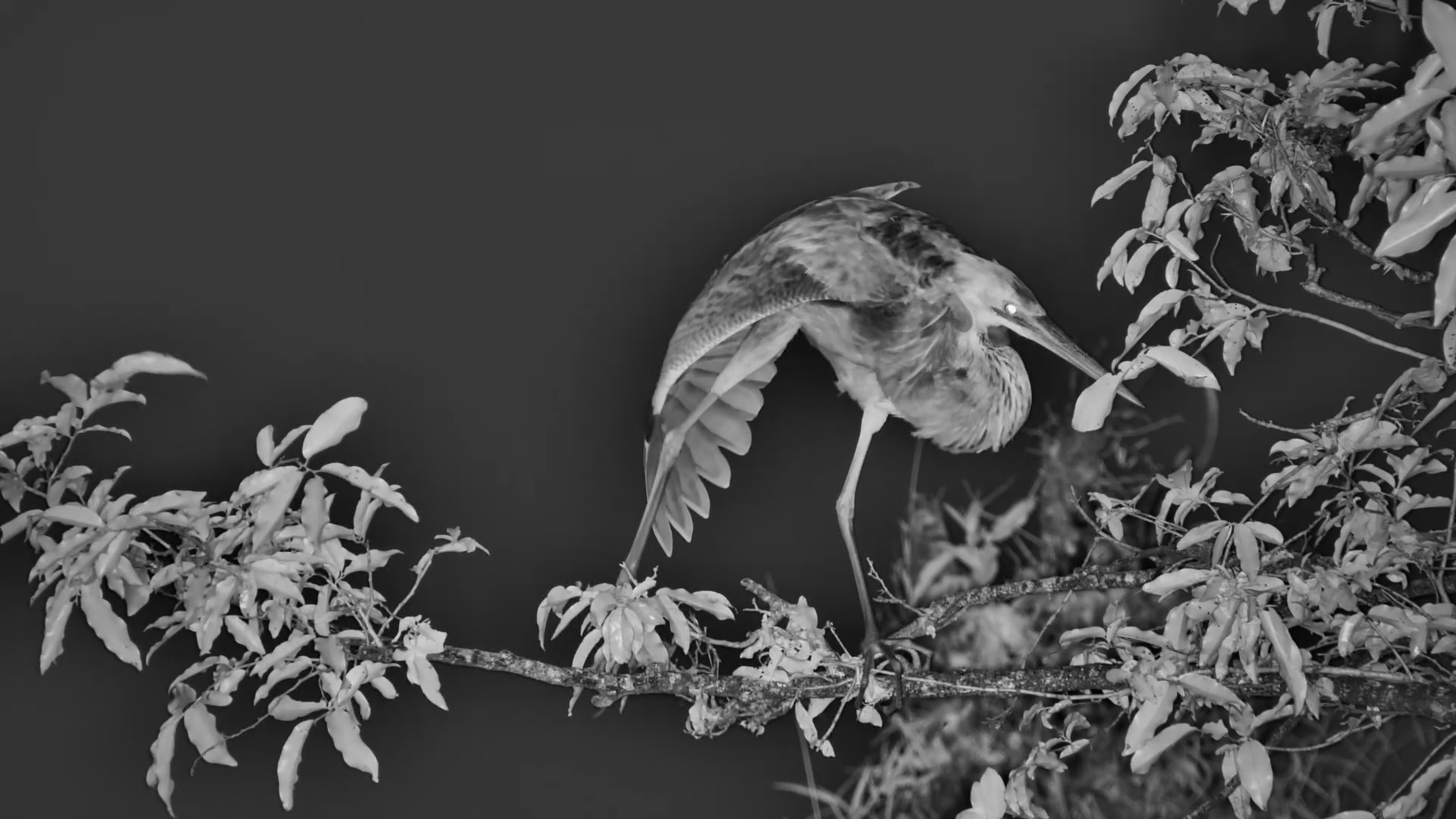 Heron Preens Under the Cover of Night