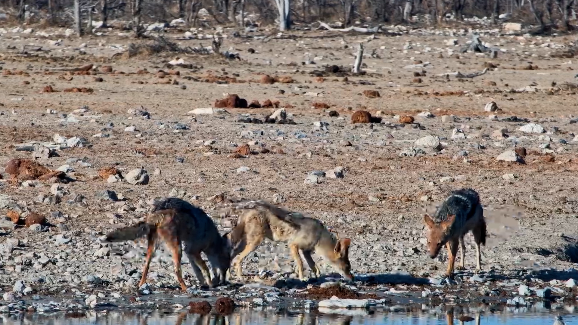 Jackals Investigate a Scatter of Old Bones