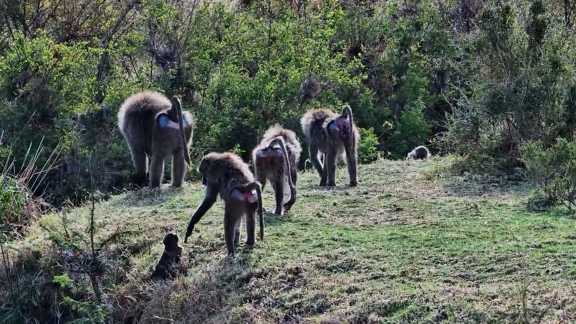 Baboons Bring the Troop to Mahali