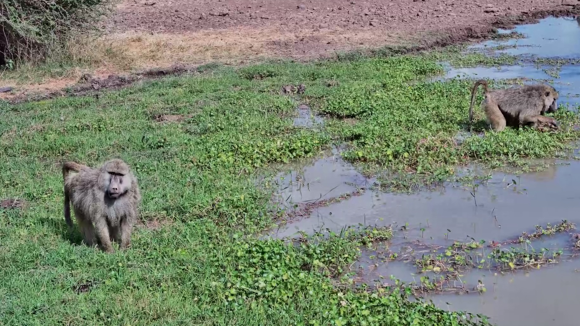 Baboons Pick Their Way Through the Waterhole