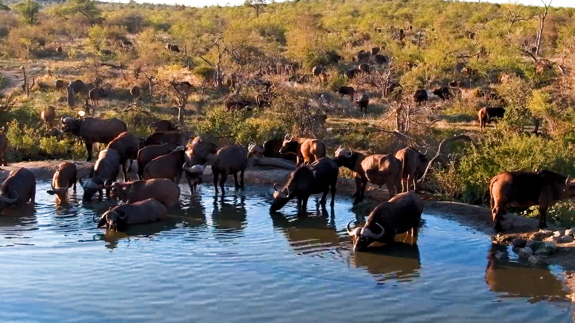 Buffalo Pack Rosie’s Waterhole for a Drink