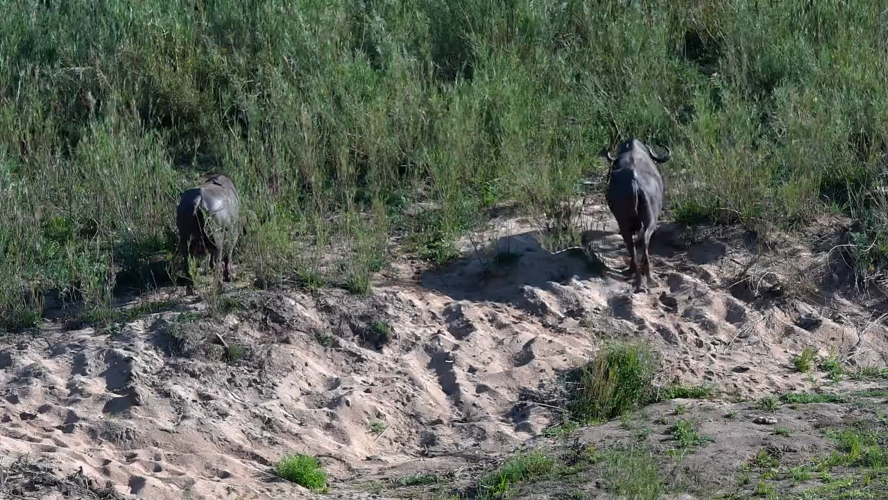 Buffalo Graze Their Way Across the Riverbed