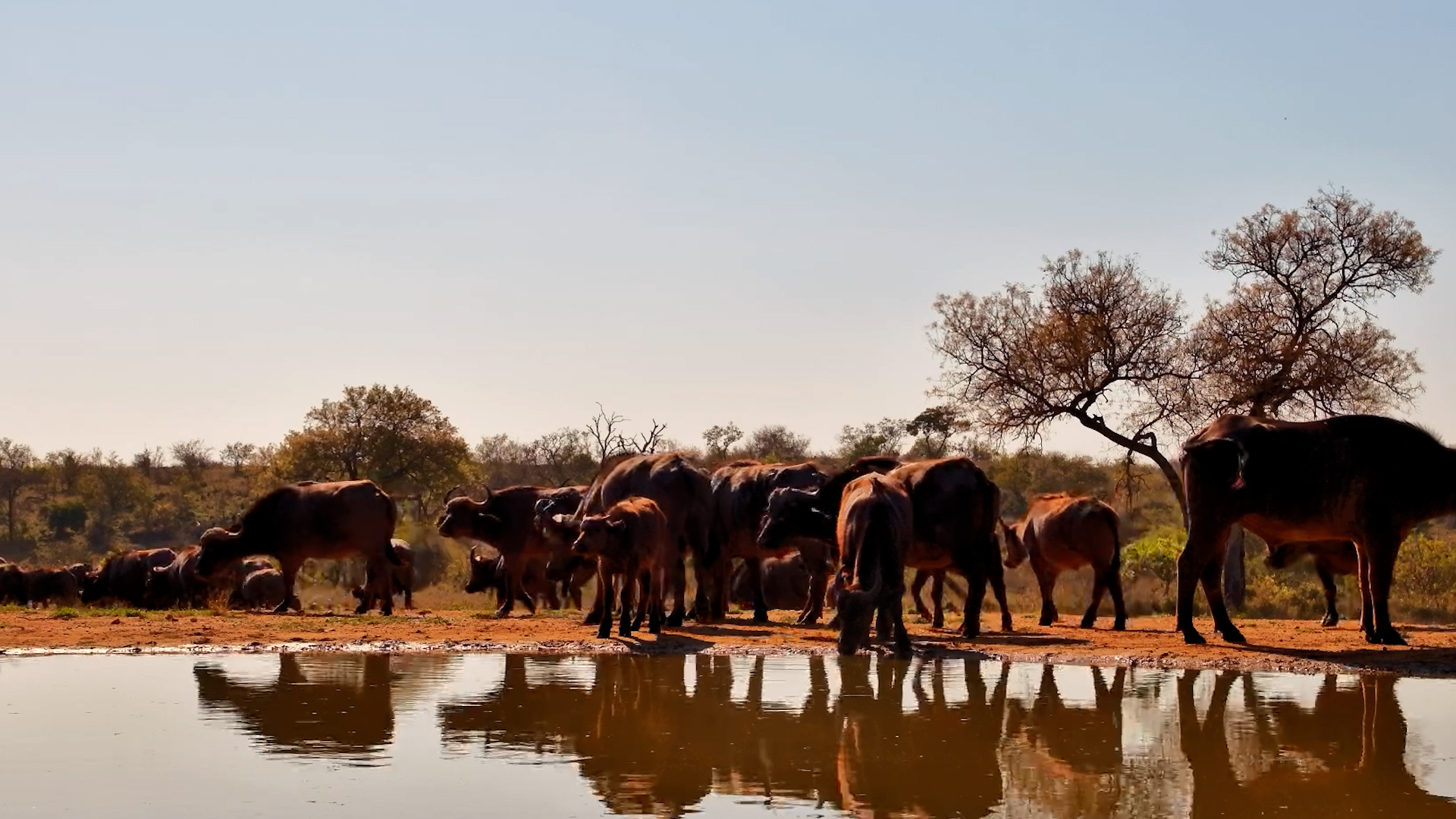 Buffalo Bring the Camp to a Standstill