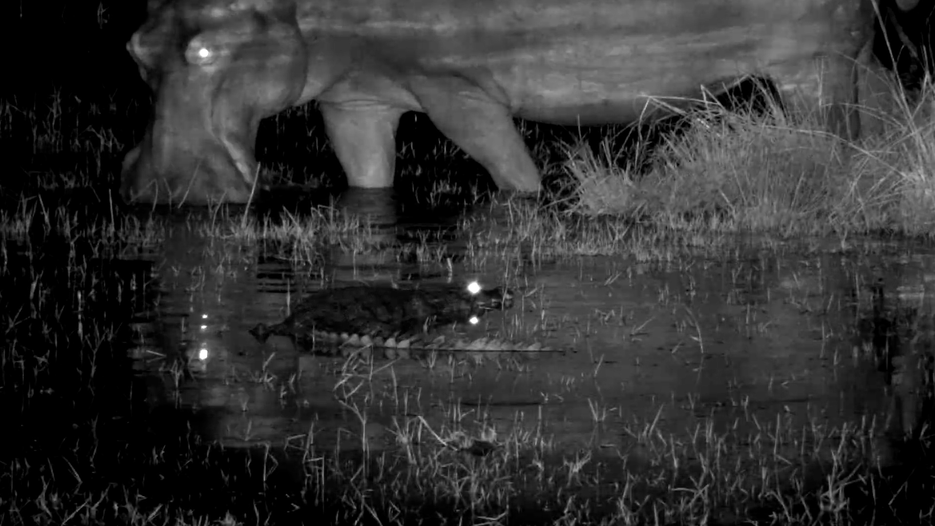 Crocodile Watches a Hippo Pass in the Dark